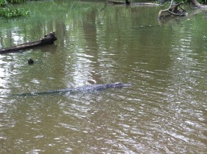 Alligator Tour