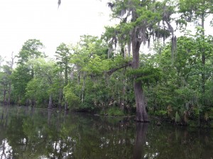u Moss of the Bayou