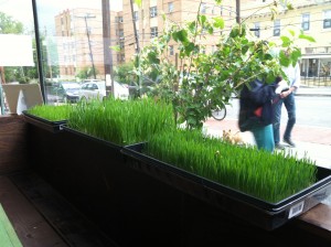 organic wheatgrass
