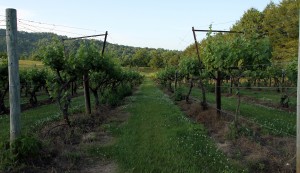 Walking down the hallways of the grape trees