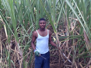 The sugar cane fields dig up painful memories of the Atlantic Slave Trade.